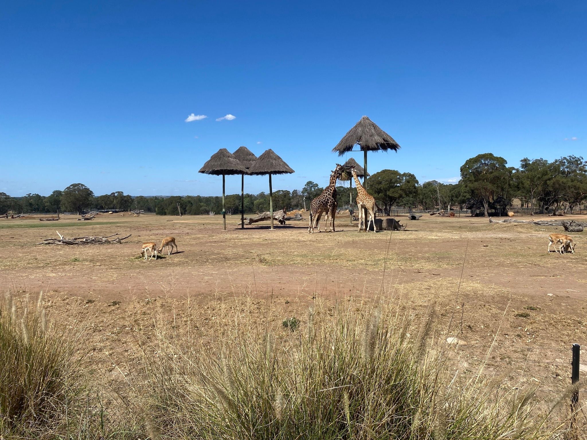 Dubbo Zoo 2025 Image -67de04756672f